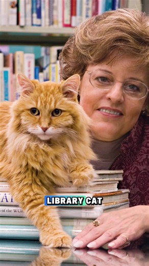 The Inspiring Story of Dewey the Library Cat