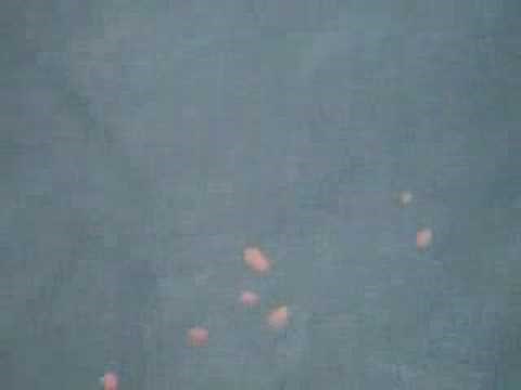 Blue Whale Poop Floats in the Ocean