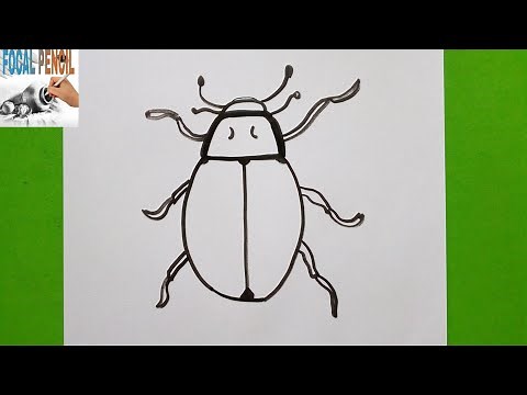 How To Draw A Water Beetle / step by step drawing