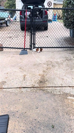 Brittany Spaniel Watching While I Clean My Car Mats