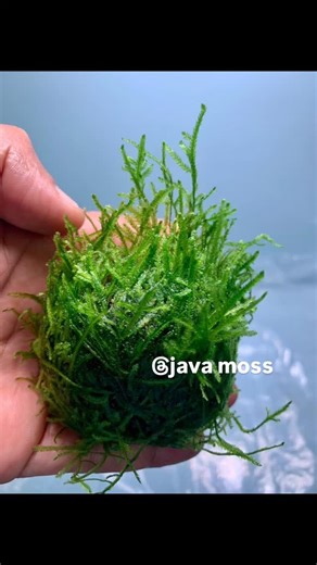 Java moss or Singapore moss, is a species of moss native to Asia. It is common in the aquarium trade. The species was named in honor of botanist Jean Étienne Duby.Java moss is a popular and hardy aquarium plant that requires minimal care. It can survive in a range of pH, light, and CO2 levels, making it a great option for aquascaping, providing cover for fish and shrimp, and as a foraging ground for microorganisms.#bubblesaquasiolim #happyfishkeeping #fishkeeping #fishkeeping #bettafish #flowerh