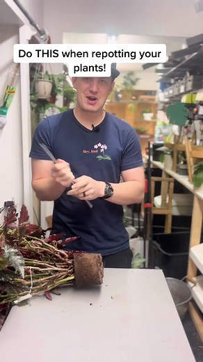 Root Teasing for Better Plant Growth