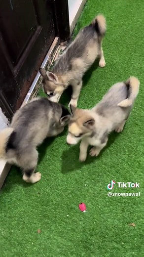 Charming Siberian Husky Puppies You'll Adore