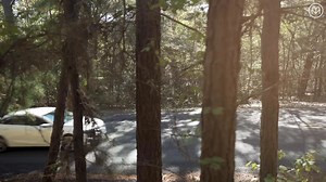 Explore the Piney Woods of East Texas