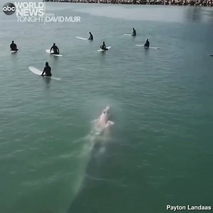 152K views · 4.9K reactions | SURFER’S PARADISE: Drone footage off Dana Point, California, shows a gray whale swimming through several surfers as they wait for the next set. https://abcn.ws/2CJGGAW | ABC World News Tonight with David Muir | Facebook