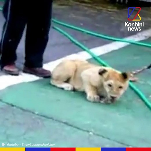 Strasbourg dit "non" aux animaux sauvages dans les cirques | Konbini news
