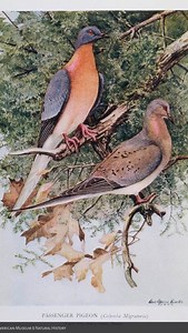 14K views · 2.1K reactions | See a Passenger Pigeon exhibit up close in the Hall of New York City Birds. Created in the 1880s, it’s one of the Museum’s earliest displays. #otd #museums #PassengerPigeon #biodiversity #extinction #ornithology #amnh | American Museum of Natural History | Facebook