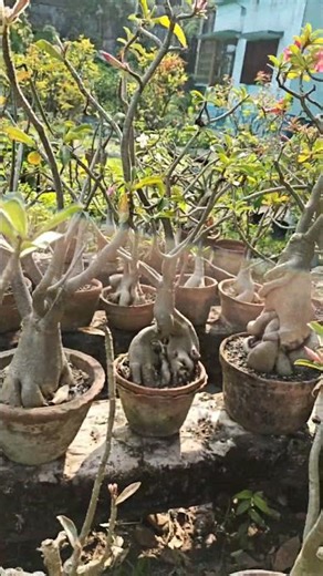Adenium gardening Ideas #adenium #bonsai #gardening ‪@Bonsai_arts-and_Gardening‬