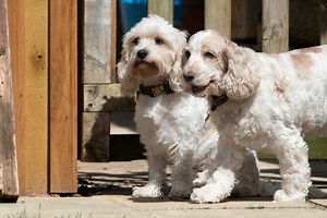 Dog Day Care in Lincolnshire | VIPPIES Pet Services