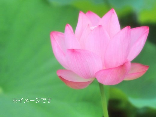 鎌倉市 光明寺（神奈川） | 2025年はす祭り・見頃情報 - amAtavi