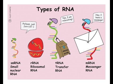 Notes on the Types of RNA & their Functions (Messenger, transfer, Ribosomal, MicroRNA, Small nuclear