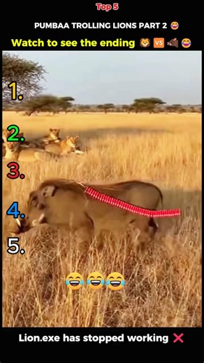 Pumbaa vs Lion King Who Wins 🤣 Wait for End