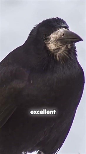This Crow Just Outsmarted a Human 😱 #viral #wildlife #shorts