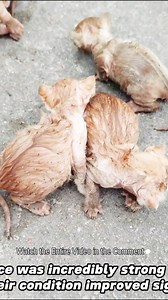 3.7K views · 99 reactions | Found 4 Drowning Kittens in the Canal — Thank Goodness They Were All Still Alive! | Baby Cat | Facebook