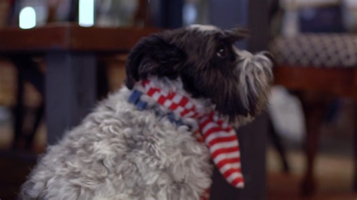 We're so excited to share our brand new commercial! It gives you a peek behind the scenes at how we craft our unique arrangements, and the mission that drives us: serving our community. From stunning bouquets to giving back, it's all in the video! Watch it now and let us know what you think! And if you would like one of your own, hit me up! I have a son that would love to create one for you! #downtownflowerskingsport #dka #kingsportchamber #thisiskingsport #downtownkingsportassociation #downtown