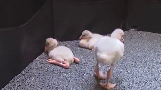WATCH: Adorable Baby Flamingo Tries to Stand on One Leg for the First Time (Plus Cute Pics!)