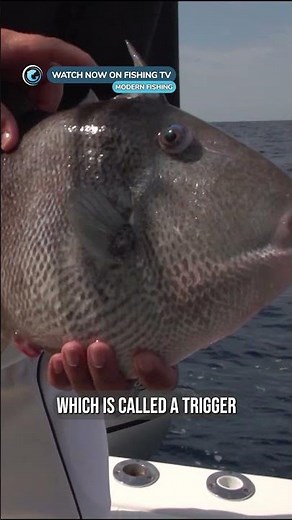 How Triggerfish got their name - ‘Modern Fishing with Jared Jeffries’ on FishingTV