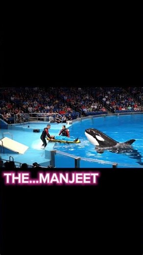 🤩 “Epic Dolphin Jumps You Have to See! 🐬💙 #Shorts”