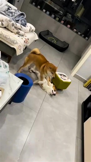 Shiba Inu power 💪🤣 #funny #shiba #dog #puppy | Shiba Inu Life