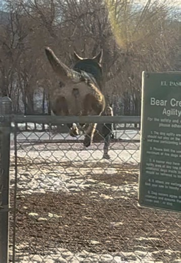 Smart Dog Tricks That Will Amaze You