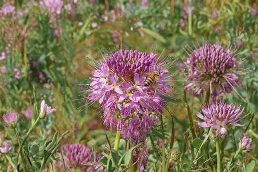 Rocky Mountain Bee Plant – Cleome Serrulata, Native Annual Wildflower | Pollinator Powerhouse (75 Seeds) - Etsy