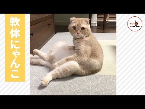 軟体動物さながらの猫の柔軟さ♡ 【PECO TV】