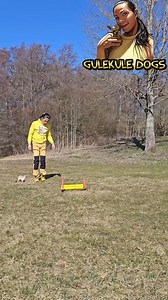 Chihuahua obedience. #dogtraining #trainyourdog #obediencetraining #dogobedience #chihuahua #chihuahuanation #chihuahuanorge #chihuahualovers #doglovers #yestheycan | GuleKule Dogs