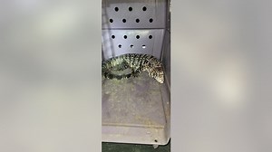 Woman says 25-pound exotic lizard attacked her dog in Willis