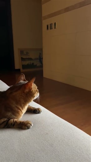 What is Mooning looking at?! Mooning is looking at something as if he's looking out the window of...