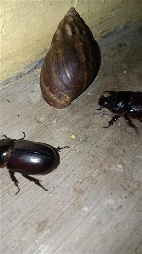 three beetles walking past a giant snail #shorts