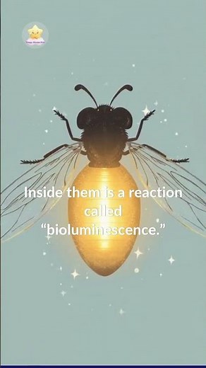 Why Do Fireflies Glow? ✨ | Mini Wonders | Gentle Science for Curious Kids