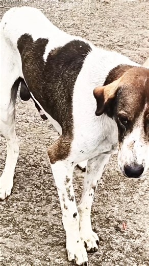 Dog Barking Loud | Angry Dog Barking #dog #dogbarking #shorts #youtubeshorts #dogs