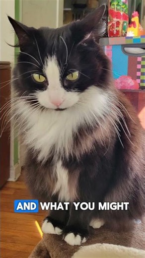 Your cat's whiskers are doing something extraordinary right now.