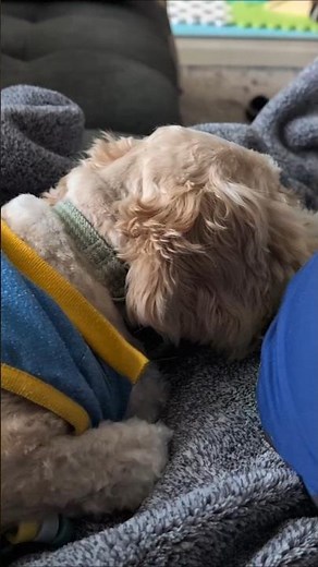 Cavapoo Puppies Guard Baby!