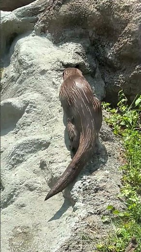 Awesome OTTERS at PLAY! 🦦 ❤️