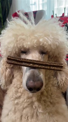 Standard Poodle Dog Trend: A Fun Look at Popularity