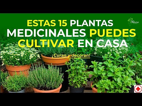 15 Increíbles PLANTAS MEDICINALES Que Debes Tener en CASA | Curan, Decoran y Son Fáciles de Cuidar
