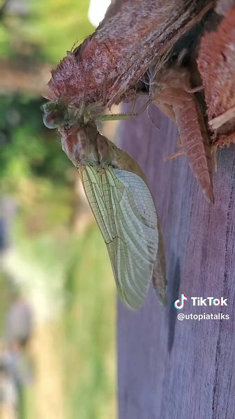 Dragonfly Nymph Transformation: Nature's Incredible Journey