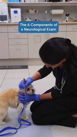 SEVN | Compassionate Neurological Pet Care on Instagram: "A complete neurologic exam is a systematic process neurologists use to localize disease within the nervous system before jumping to diagnostics. 🧠🐾 Here’s a high-level look at the six core components and what each one tells us: • Mentation – Evaluates awareness and behavior to assess brain function • Gait & Posture – Observes how the patient moves and stands to help localize lesions in the brain, spinal cord, or peripheral nerves • Cran