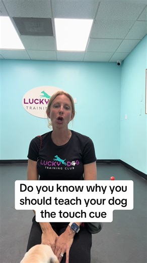Teach Your Dog the Touch Cue Effectively