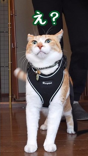 ハーネスを緩めてくれない飼い主#元野良猫チャチャ #猫武将 #猫侍 #cat #ねこ #ちゃちゃ #猫 #チャチャ