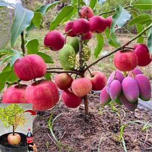 1.1M views · 10K reactions | Great new ideas for propagating mango trees with apples bearing fruit 100% fast | Tree Garden | Facebook