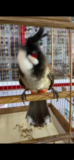 Cách tập lực cho chào mào lên lửa - Phần 3