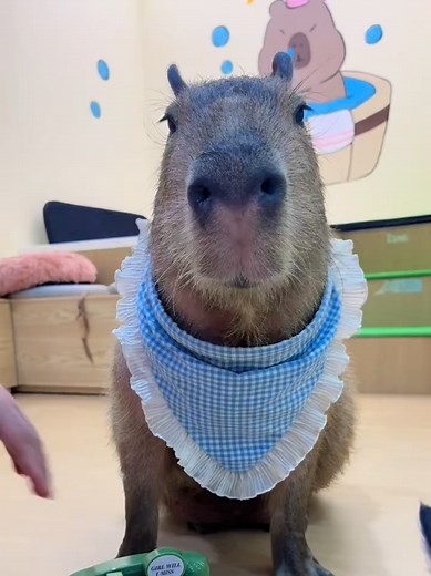 Discover the Fascinating World of Capybaras