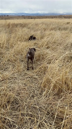 Second to last guide for this season! - Wow has this season absolutely flown by. Ely with the honor, Trix located and locked down on a cripple that had been hit but continued to fly. It took us 20-30 minutes to make it to the area where the bird went down, and then some time of searching and tracking down the bird, tough recovery, I love when everything comes together. Here’s to an incredible season! With just a couple weeks left🔥 - #guide #birddog #upland #legacy