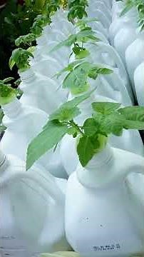 Answers to the Milk Jug Garden, Nutrient Level