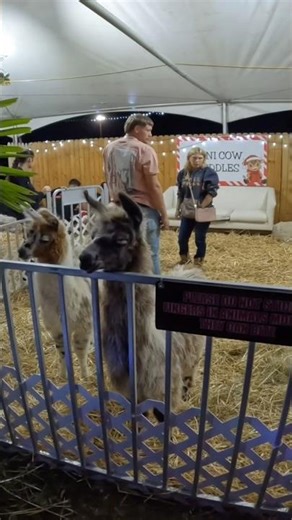 Cuddles with alpacas & baby cows