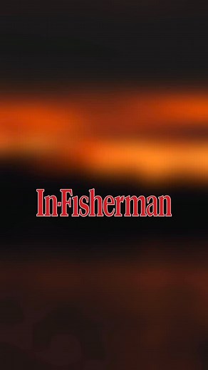 Ever tried walleye cheeks and wings? If you don’t know how to snag them, #TheLegend Doug Stange shows you how. #InFisherman #selectiveharvest #walleye | In-Fisherman