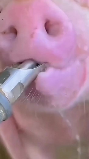 5pcs Stainless Steel Pig Nipple Water Drinker piggery farm equipment Automatic Water Drinker#Special automatic drinking fountains for pig farms # equipment for pigs # drinking fountains for pigs # farms # hardware tools #fyp #foryou #tiktokshop#goodthing