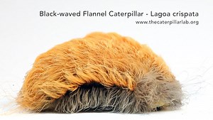 An ambitious dust bunny? A sentient toupee? A mouse on a bad hair day? Nope, just another oddball caterpillar. The Black-waved Flannel (Lagoa crispata) of Eastern North America is yet another wholly uncaterpillar-like caterpillar. Have you been noticing this trend lately in our videos and photographs? Caterpillars are more varied and strange than many of us could have imagined. Year after year, I am confident that there will always be another totally crazy, bizarre, and outside-the-box caterpill